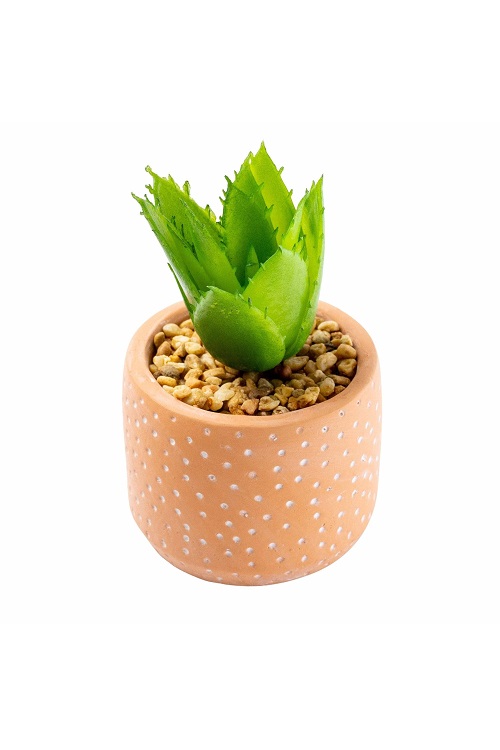 630905_Candlelight_Spikey_Succulent_in_Spotty_Cement_Pot_Red_12cm