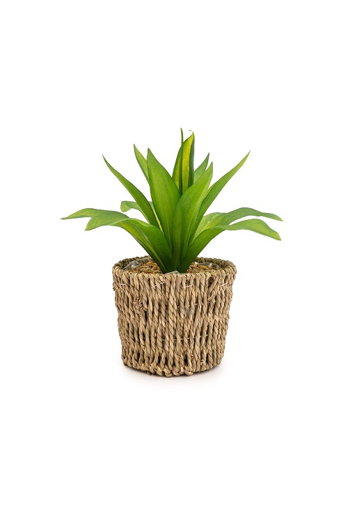 674565_Candlelight_Succulent_In_Seagrass_Basket_24cm